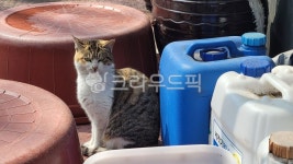 고양이, 길고양이, cat, alleycat, streetcat, 사진,이미지,일러스트,캘리그라피 - 초천재정산79작가 크라우드픽 - 저작권 걱정 없는... 