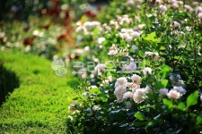 순천만국가정원1호, 테마공원, 자연생태공원, 자연, 옥외, 사진,이미지,일러스트,캘리그라피 - pandora4077작가 크라우드픽 - 저작권 걱정... 