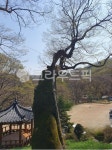 나무, tree, 고목, 산속, 자연, 사진,이미지,일러스트,캘리그라피 - 늘 푸른 소나무작가 크라우드픽 - 저작권 걱정 없는 상업용 이미지