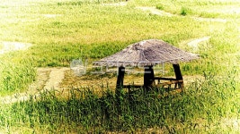 nature, 자연, 옥외, field, 신성리갈대밭, 사진,이미지,일러스트,캘리그라피 - ohcsoo2작가 크라우드픽 - 저작권 걱정 없는 상업용 이미지