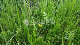 풀, 들풀, 자연, 초록, vegetation, 사진,이미지,일러스트,캘리그라피 - 언제나 즐겁게작가 크라우드픽 - 저작권 걱정 없는 상업용 이미지