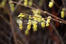 식물, 꽃, plant, flower, 히어리, 사진,이미지,일러스트,캘리그라피 - benjamin작가 크라우드픽 - 저작권 걱정 없는 상업용 이미지
