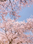 식물, plant, 꽃, blossom, 벚꽃, 사진,이미지,일러스트,캘리그라피 - Nbijojeon작가 크라우드픽 - 저작권 걱정 없는 상업용 이미지