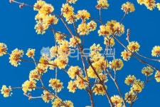 flower, 꽃, 산수유, 파란하늘, sky, 사진,이미지,일러스트,캘리그라피 - himnaerat작가 크라우드픽 - 저작권 걱정 없는 상업용 이미지