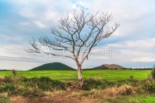 나무, 나홀로나무, 오름, 목장지대, 평야, 사진,이미지,일러스트,캘리그라피 - 포토그래퍼 guri작가 크라우드픽 - 저작권 걱정 없는 상업용 이미지