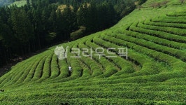 녹차, 식물, 농장, 푸르름, 아웃도어, 사진,이미지,일러스트,캘리그라피 - 藝恒작가 크라우드픽 - 저작권 걱정 없는 상업용 이미지