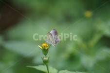 나비, 곤충, 호접, 접사, 자연, 사진,이미지,일러스트,캘리그라피 - 게으른 농부작가 크라우드픽 - 저작권 걱정 없는 상업용 이미지