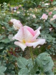 flower, 꽃, petal, 꽃잎, rose, 사진,이미지,일러스트,캘리그라피 - Nwsx91작가 크라우드픽 - 저작권 걱정 없는 상업용 이미지