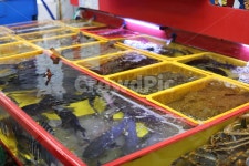 수산시장, 물고기, 바다고기, 어시장, 회시장, 사진,이미지,일러스트,캘리그라피 - 우디작가 크라우드픽 - 저작권 걱정 없는 상업용 이미지