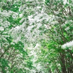 풍경, 꽃, 자연, 꽃길, 이팝나무, 사진,이미지,일러스트,캘리그라피 - 소설작가작가 크라우드픽 - 저작권 걱정 없는 상업용 이미지