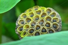 연자육, 연꽃씨, 연자, 연육, 약용식물, 사진,이미지,일러스트,캘리그라피 - space작가 크라우드픽 - 저작권 걱정 없는 상업용 이미지