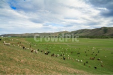 염소, 초원, 몽골, 잔디, 농촌, 사진,이미지,일러스트,캘리그라피 - pradis작가 크라우드픽 - 저작권 걱정 없는 상업용 이미지