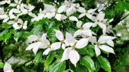 산딸나무, 산딸나무꽃, 꽃, flower, 꽃잎, 사진,이미지,일러스트,캘리그라피 - phototo73작가 크라우드픽 - 저작권 걱정 없는 상업용 이미지