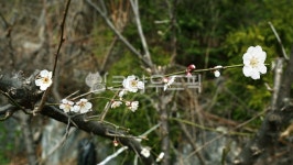 봄꽃, 꽃핀숲, 숲속, 산속, 가든, 사진,이미지,일러스트,캘리그라피 - jsinet7작가 크라우드픽 - 저작권 걱정 없는 상업용 이미지