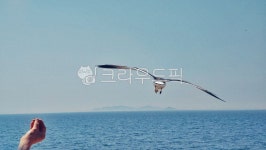 bird, 새, animal, 동물, person, 사진,이미지,일러스트,캘리그라피 - 콧털행님작가 크라우드픽 - 저작권 걱정 없는 상업용 이미지