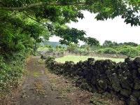 김녕농로, 제주, 올레19코스, 올레길, 밭, 사진,이미지,일러스트,캘리그라피 - Deep bLUE작가 크라우드픽 - 저작권 걱정 없는 상업용 이미지