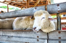 양, 동물, 강원도, 양떼, 목장, 사진,이미지,일러스트,캘리그라피 - 나쁜늑대작가 크라우드픽 - 저작권 걱정 없는 상업용 이미지