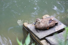 동물, 물오리, 오리, 청둥오리, animal, 사진,이미지,일러스트,캘리그라피 - iamjs333작가 크라우드픽 - 저작권 걱정 없는 상업용 이미지