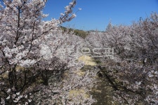 flower, 꽃, cherryblossom, 벚꽃, 봄꽃, 사진,이미지,일러스트,캘리그라피 - 포토제이작가 크라우드픽 - 저작권 걱정 없는 상업용 이미지