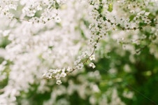 꽃, 식물, 감성, 색상, 색감, 사진,이미지,일러스트,캘리그라피 - moontan작가 크라우드픽 - 저작권 걱정 없는 상업용 이미지