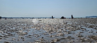 갯벌, 바다, 조개줍기, 서해, 서해바다, 사진,이미지,일러스트,캘리그라피 - 웅나랑놀자작가 크라우드픽 - 저작권 걱정 없는 상업용 이미지