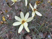 바이랜드, 비덴스, 비덴스페룰리폴리아, 야생화, 꽃, 사진,이미지,일러스트,캘리그라피 - Maple Tree작가 크라우드픽 - 저작권 걱정 없는... 