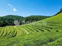 자연, nature, 보성, 녹차밭, 그린, 사진,이미지,일러스트,캘리그라피 - N2hyuk9작가 크라우드픽 - 저작권 걱정 없는 상업용 이미지