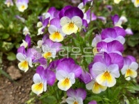 flower, 꽃, purple, 보라, 꽃잎, 사진,이미지,일러스트,캘리그라피 - nayana86작가 크라우드픽 - 저작권 걱정 없는 상업용 이미지
