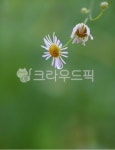 꽃, 풀꽃, 야생꽃, 계란꽃, 물방울, 사진,이미지,일러스트,캘리그라피 - 감성담다작가 크라우드픽 - 저작권 걱정 없는 상업용 이미지