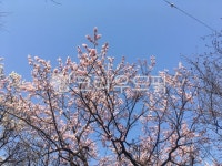 벚꽃, flower, 꽃, blossom, sky, 사진,이미지,일러스트,캘리그라피 - siricook작가 크라우드픽 - 저작권 걱정 없는 상업용 이미지