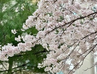 flower, 꽃, cherryblossom, 벚꽃, petal, 사진,이미지,일러스트,캘리그라피 - 로시OH작가 크라우드픽 - 저작권 걱정 없는 상업용 이미지