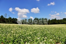 field, 필드, outdoors, 옥외, nature, 사진,이미지,일러스트,캘리그라피 - 영산공작가 크라우드픽 - 저작권 걱정 없는 상업용 이미지