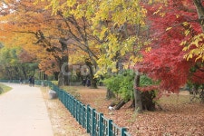 tree, 나무, 단풍, 길, 자연, 사진,이미지,일러스트,캘리그라피 - Njjw47작가 크라우드픽 - 저작권 걱정 없는 상업용 이미지