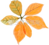 낙엽, 나뭇잎, 가을, 잎, 단풍, 사진,이미지,일러스트,캘리그라피 - 51down작가 크라우드픽 - 저작권 걱정 없는 상업용 이미지