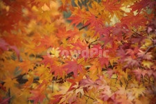 단풍, 단풍나무, 엽록소, 가을, redleaves, 사진,이미지,일러스트,캘리그라피 - 산사람작가 크라우드픽 - 저작권 걱정 없는 상업용 이미지