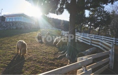 양떼, 목장, 잔디, 풀, light, 사진,이미지,일러스트,캘리그라피 - 취미포토작가 크라우드픽 - 저작권 걱정 없는 상업용 이미지