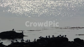 바다, 포항, 구룡포, 남구, 포항시, 사진,이미지,일러스트,캘리그라피 - 졔졔의 일상작가 크라우드픽 - 저작권 걱정 없는 상업용 이미지