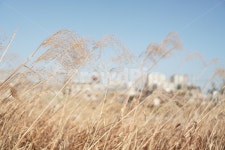 grass, plant, 식물, reed, 갈대, 사진,이미지,일러스트,캘리그라피 - Nthakd49작가 크라우드픽 - 저작권 걱정 없는 상업용 이미지