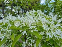 vegetation, 초목, plant, 식물, 이팝나무, 사진,이미지,일러스트,캘리그라피 - 하나임작가 크라우드픽 - 저작권 걱정 없는 상업용 이미지