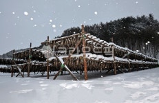 황태, driedpollack, 황태덕장, 황태마을, hwangtaevillage, 사진,이미지,일러스트,캘리그라피 - 사담사작가 크라우드픽 - 저작권 걱정... 