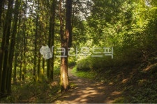 나무기둥, 나무, 숲, 숲속, 숲길, 사진,이미지,일러스트,캘리그라피 - binimin작가 크라우드픽 - 저작권 걱정 없는 상업용 이미지