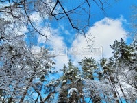 나무, 눈, 겨울, 숲, tree, 사진,이미지,일러스트,캘리그라피 - phototo73작가 크라우드픽 - 저작권 걱정 없는 상업용 이미지