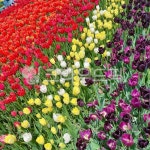 flower, 꽃, 튤립, tulip, petal, 사진,이미지,일러스트,캘리그라피 - 56koko작가 크라우드픽 - 저작권 걱정 없는 상업용 이미지