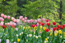 튜울립, 튤립, 봄꽃, 꽃, 꽃밭, 사진,이미지,일러스트,캘리그라피 - weditor작가 크라우드픽 - 저작권 걱정 없는 상업용 이미지