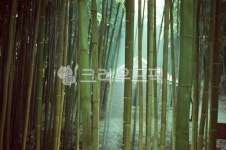대나무, 대나무숲, bamboo, 담양, 죽림원, 사진,이미지,일러스트,캘리그라피 - Jjinya작가 크라우드픽 - 저작권 걱정 없는 상업용 이미지