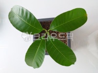 망고나무, 어린망고, 화분, plant, 식물, 사진,이미지,일러스트,캘리그라피 - 외눈바기42작가 크라우드픽 - 저작권 걱정 없는 상업용 이미지