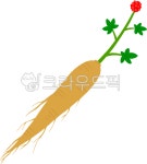 삼삼, 인삼, 홍삼, 삼, 심마니, 사진,이미지,일러스트,캘리그라피 - throbbing작가 크라우드픽 - 저작권 걱정 없는 상업용 이미지