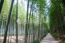 대나무, bamboo, 식물, plant, 섬진강대숲길, 사진,이미지,일러스트,캘리그라피 - 막강철다리작가 크라우드픽 - 저작권 걱정 없는 상업용 이미지
