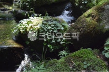 계곡, 산, 장노출, 이끼, 바위, 사진,이미지,일러스트,캘리그라피 - hong0319작가 크라우드픽 - 저작권 걱정 없는 상업용 이미지