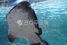 가오리, 바다, 물고기, 바닷속, 아쿠아리움, 사진,이미지,일러스트,캘리그라피 - HDD작가 크라우드픽 - 저작권 걱정 없는 상업용 이미지